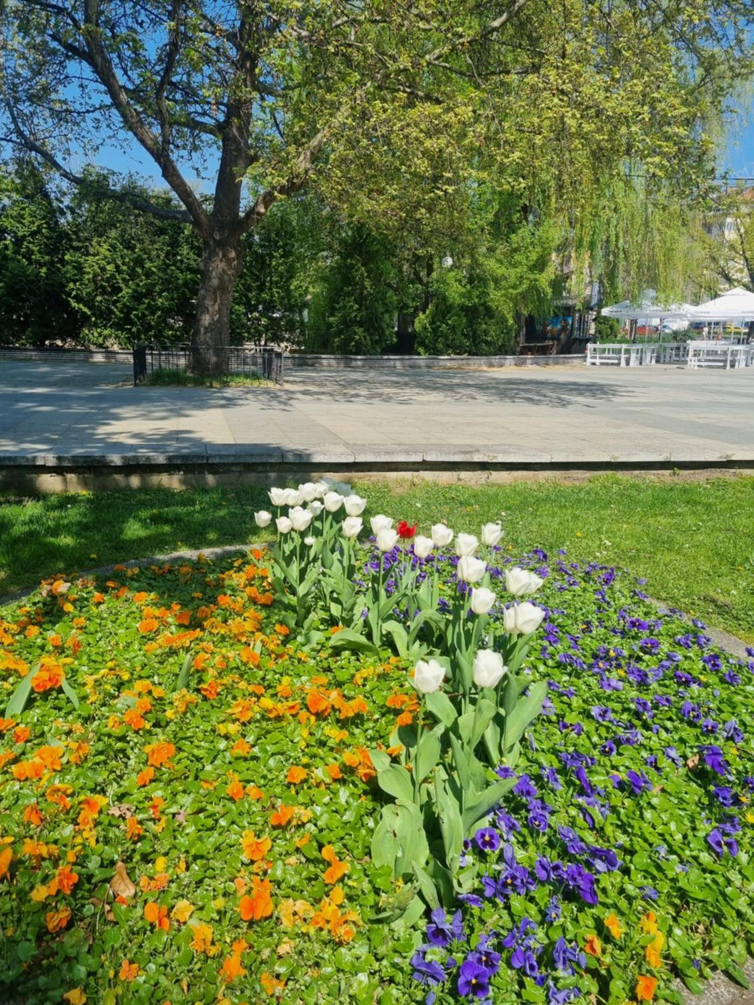 Tulip Dreamland Διαμέρισμα Σόφια Εξωτερικό φωτογραφία