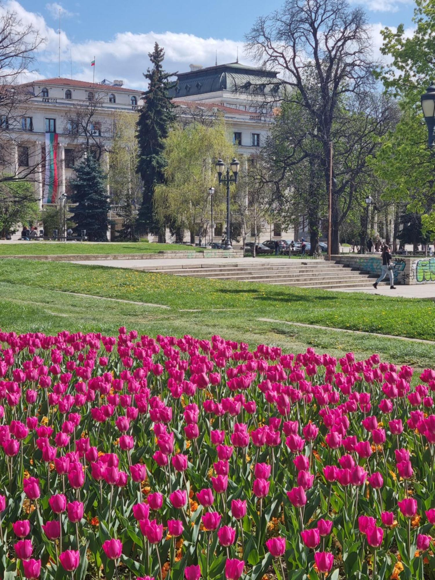 Tulip Dreamland Διαμέρισμα Σόφια Εξωτερικό φωτογραφία